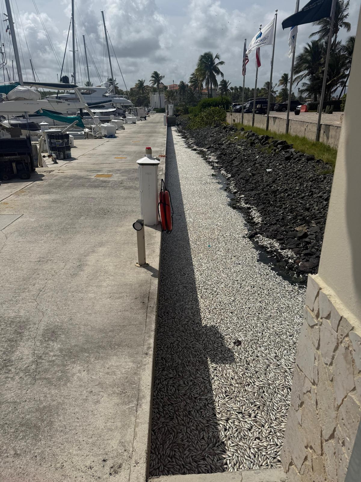 Mass fish kill along a Puerto Rico coastal marina seawall, Humacao region, 2025