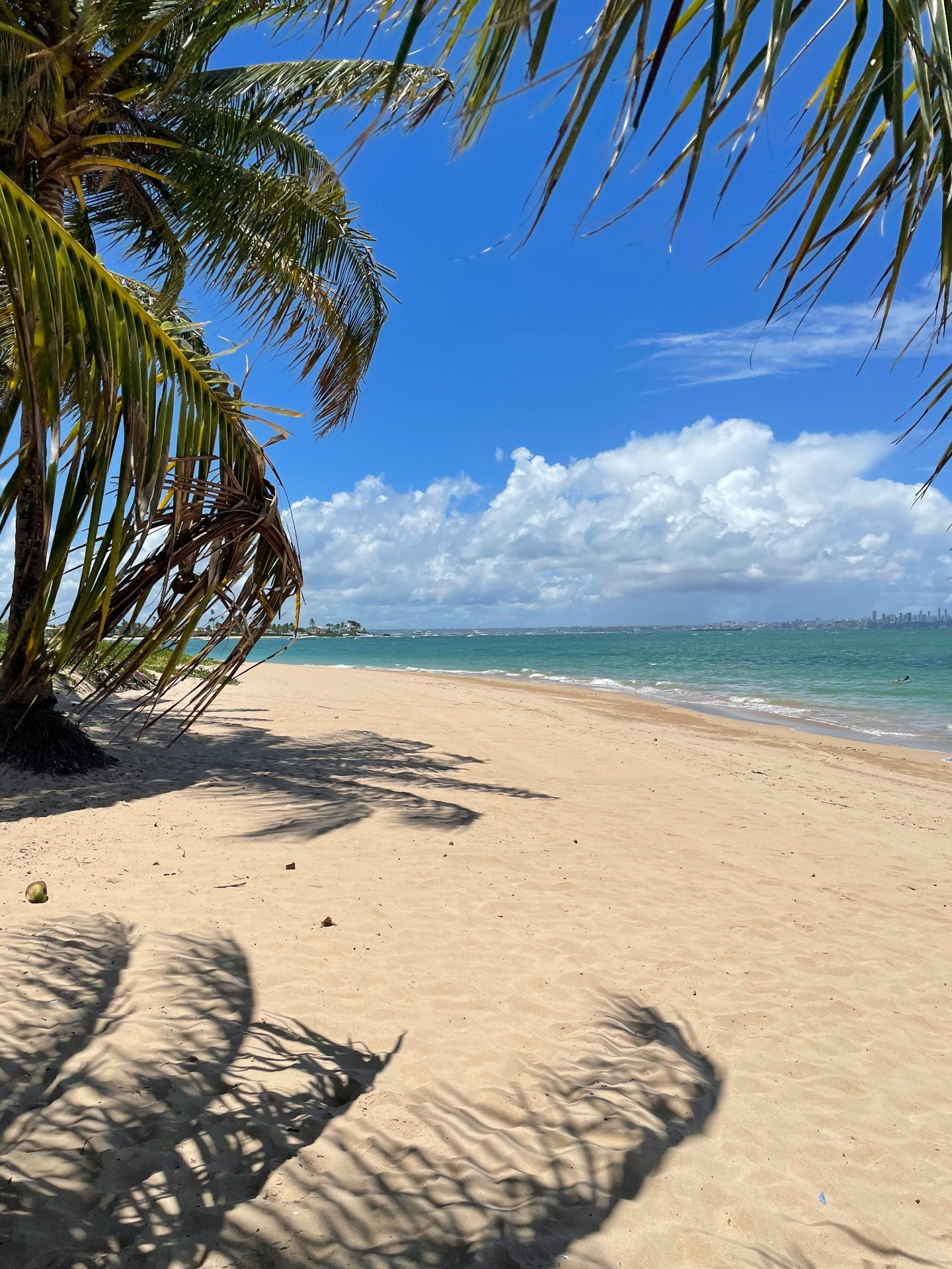 Puerto Rico coastline, eastern region — palm trees, white sand, and turquoise Caribbean water