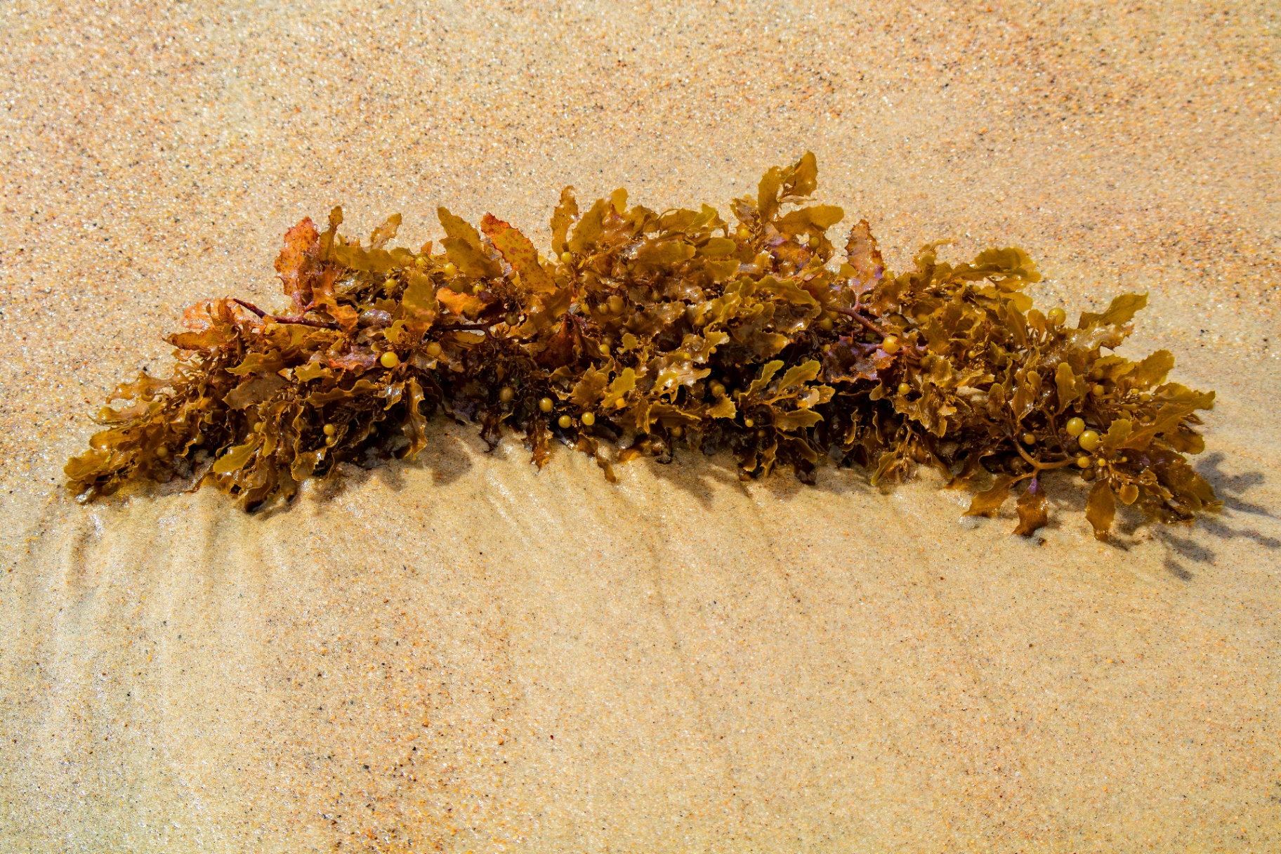 Close-up of Sargassum fluitans frond on sand with visible pneumatocysts